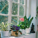 Lunární kalendář vnitřních rostlin za srpen 2021